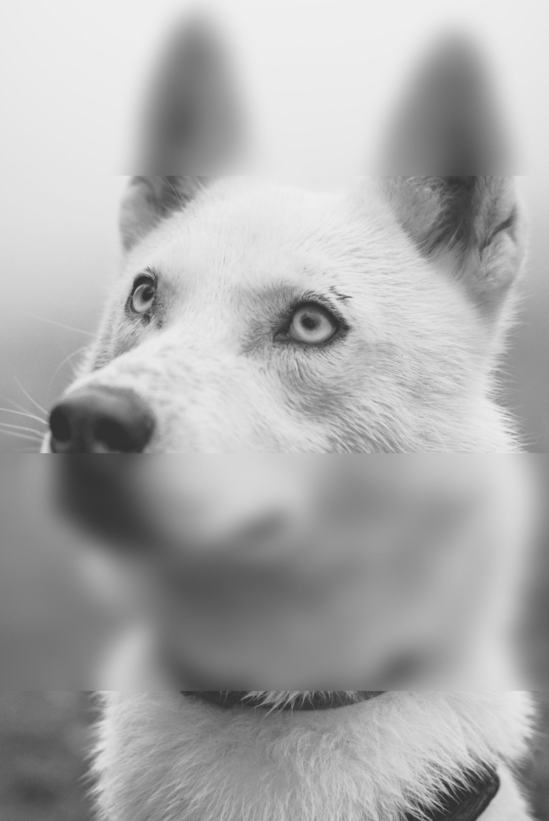 Solutions for pharmacies CurifyLabs